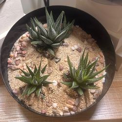 Mini Succulent Garden Live Plant Home Decor