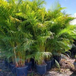 Spectacular Arecas Palms For Inmediate Privacy!!! Fertilized 
