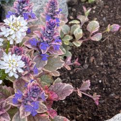 Ajuga  Reptant Bugleweed Burgundy Glow  Perennial Plant