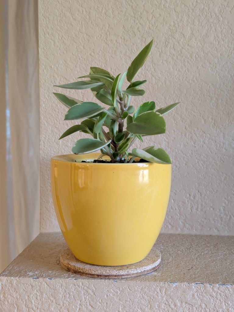 Healthy Beautiful Indoor Plant(Peperomia)