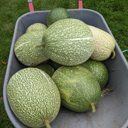 Chilacayotes Frescos