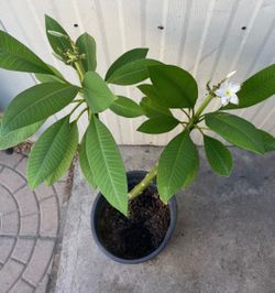Arbolito plumeria $$20