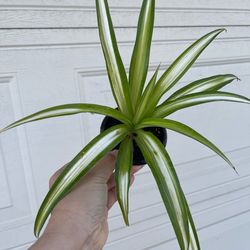 Variegated spider plant