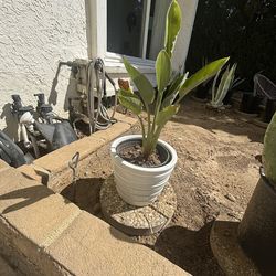 BEST OFFER Birds Of Paradise In Ceramic Pot