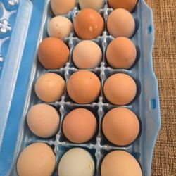Fresh Eggs For Sale
