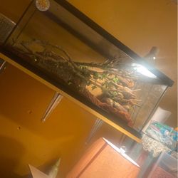 reptile tank set up