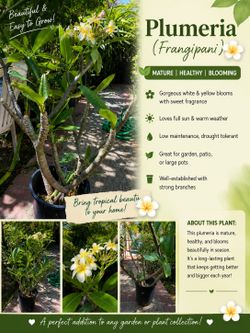 Plumeria