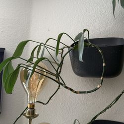 Dragon Tail Plant In Wall Planter