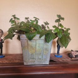 Beautiful Plants