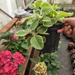 Cuban Oregano 🌿 Plant 