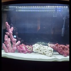 35 Gallon Fish Tank