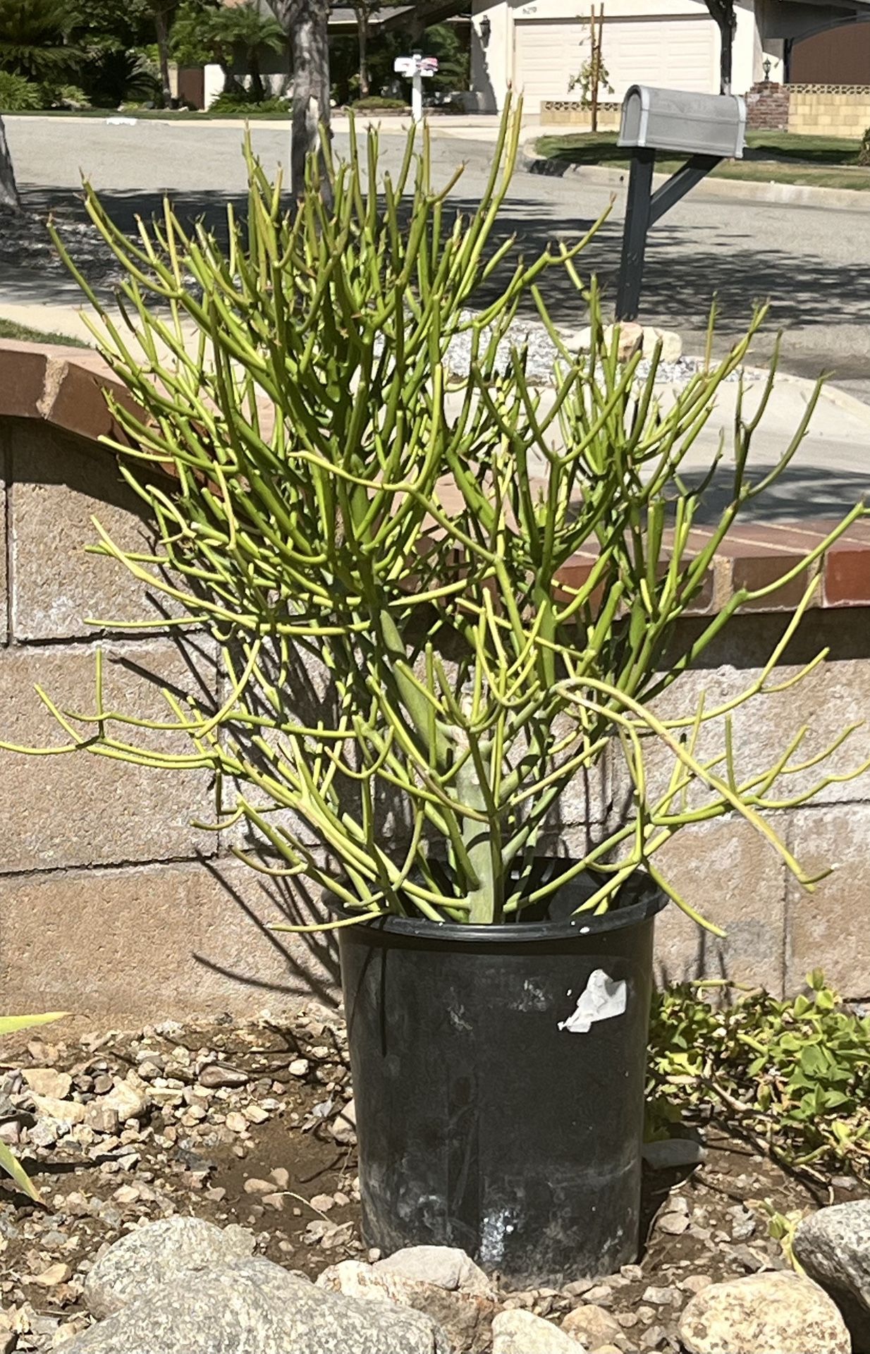 Potted Pencil Cactus