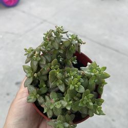 4” tiger jade