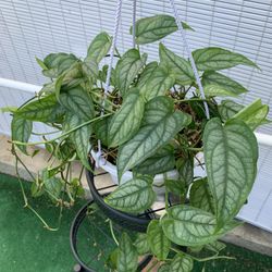 Monstera Siltepecana 