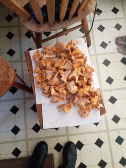 Fresh Wild Chanterelle Mushrooms