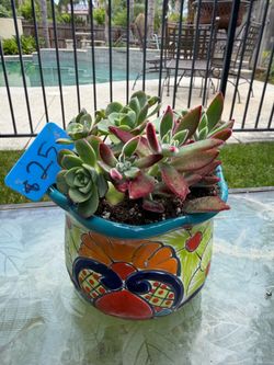 Succulent planter