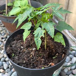Papaya Sapling