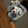 Jeffrey