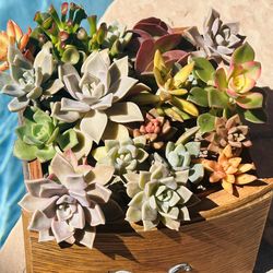 Mix succulents in wood pot