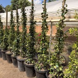 Star Jasmin Vines 15 Gal
