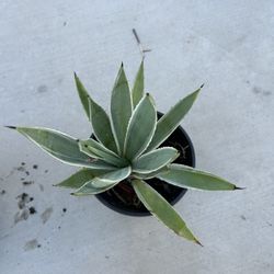 Agave