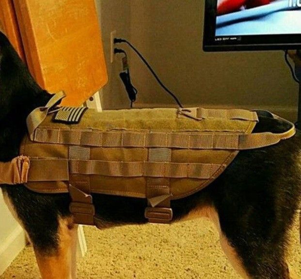 Dog Vests & Harnesses _ Leashes _ Different Styles & Colors