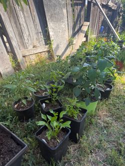 Plants for sale