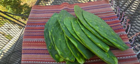 Nopals/Cactus