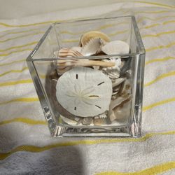 Sea Shell Collection With Clear Square Glass Vase 