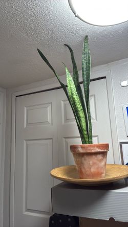 Snake Plant 