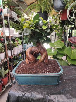 Ginseng Ficus Bonsai Tree