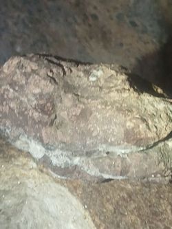 Fossil