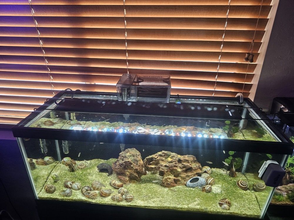 20 Gallon Long Aquarium