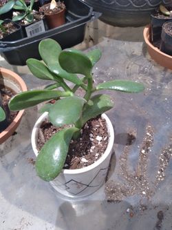 Crassula Jade Tree