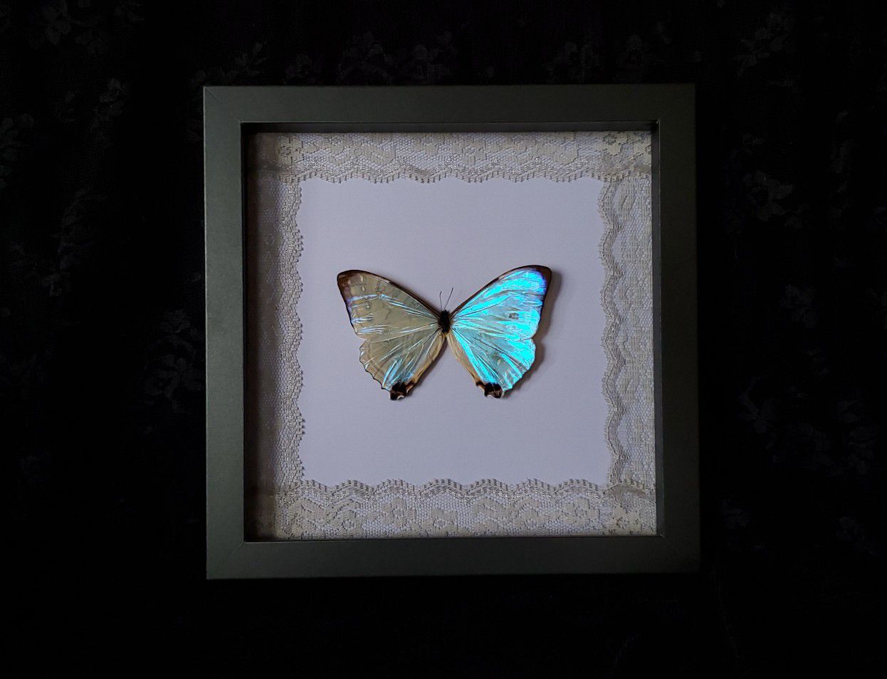Real Purple/Pink Sulkowski Morpho Butterfly/ Lace Border / Home Decor / Oddities