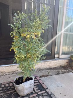Rue plant Ruda or Herb .