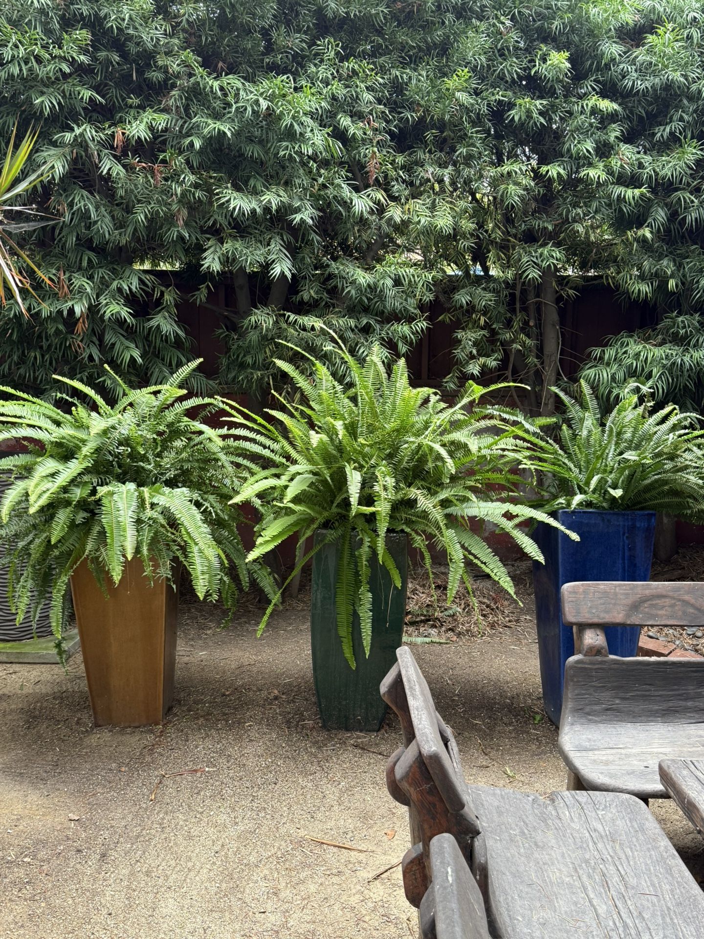 Three Large Fern In ceramic Pots