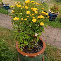 BEUTIFULL PLANT 😍🍁🌞