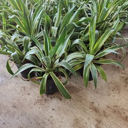 Agave Desmenttiana 1gallon 