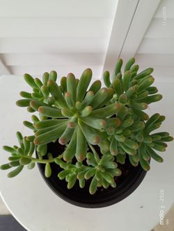 Plant Sedum pachyphyllum ,Nombres comunes: Dedos de muchos, Planta acuática suculenta, Gominola azul, Gominolas plateadas, Gominolas suculentas, Sedum