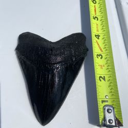 Megalodon tooth