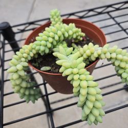 Donkey Tail Succulent