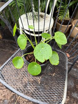 Chinese money plant