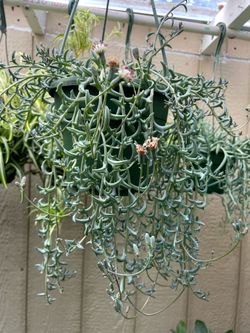 String of dolphins