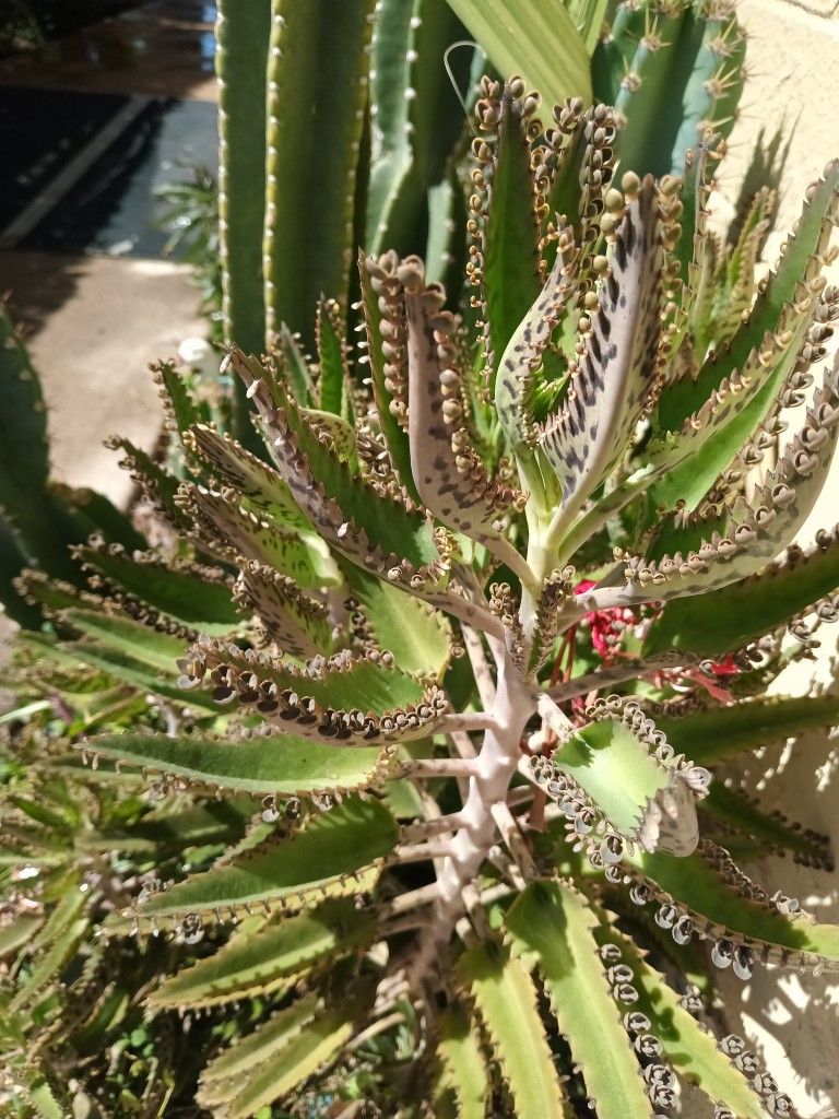 Succulent Seeds Handfull