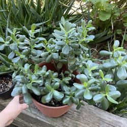 Beautiful plant Jade 🥦