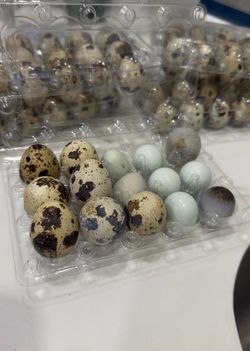 Fresh quail egg, huevos frescos de codornices