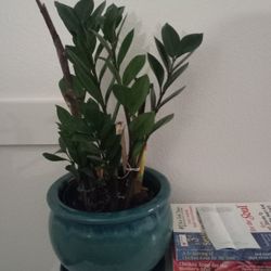 Zamioculca + Ceramic Pot