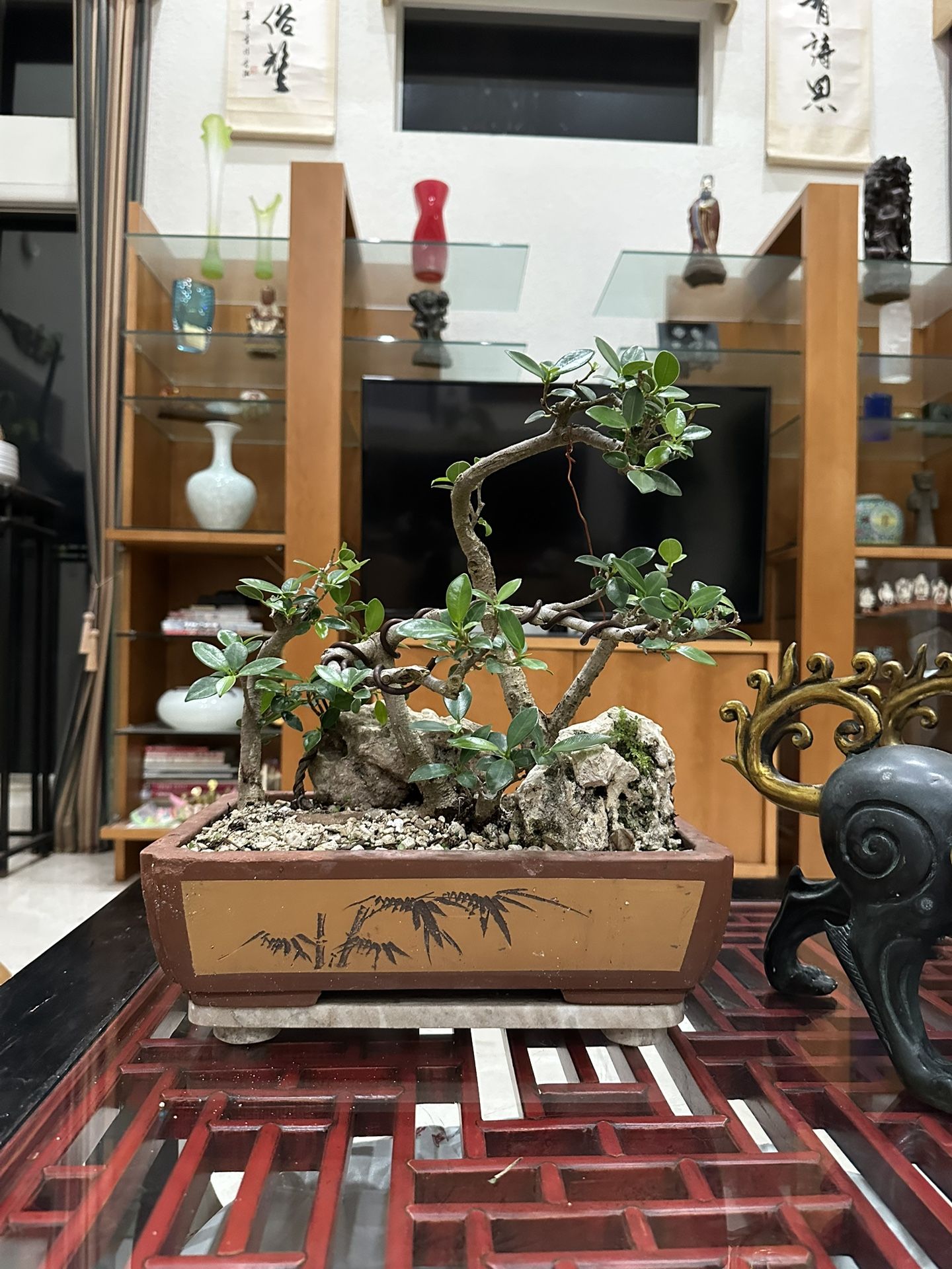 Ficus Bonsai