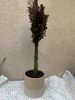Euphorbia Trigona Milk Tree Cactus Plant